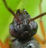 Formica sp.